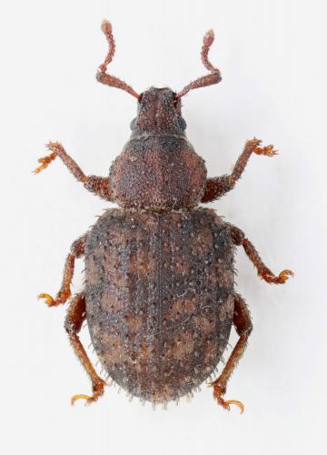 Réf. 215 363 : Cathormiocerus jeani